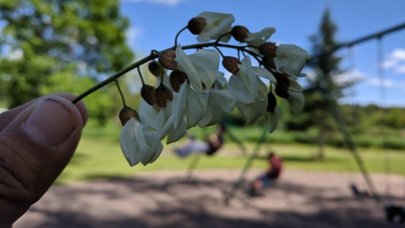 Witt Park Pavilion - Bloomer, WI