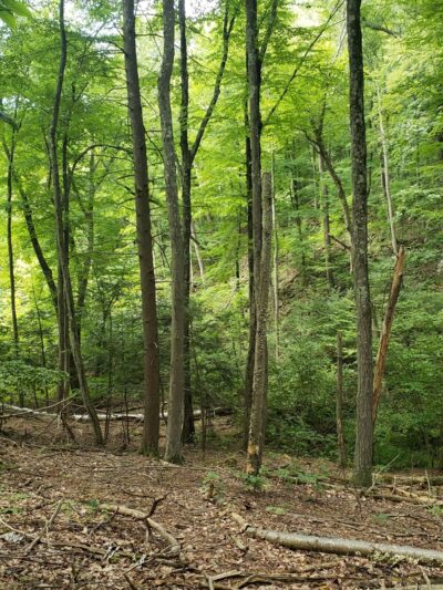 Marion K Wilcox Park - Bloomfield, CT