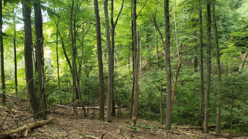 Marion K Wilcox Park - Bloomfield, CT