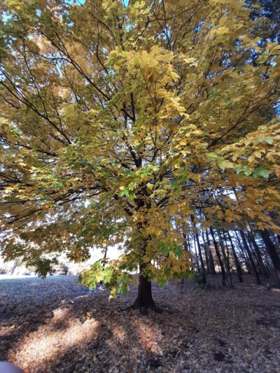 Bloomfield City Park - Bloomfield, MO