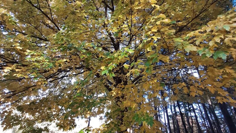 Bloomfield City Park - Bloomfield, MO