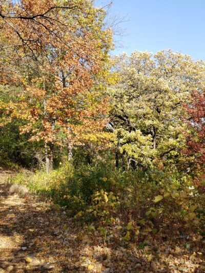 Collegeview Park - Bloomington, MN