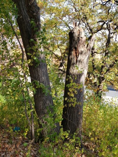 Collegeview Park - Bloomington, MN