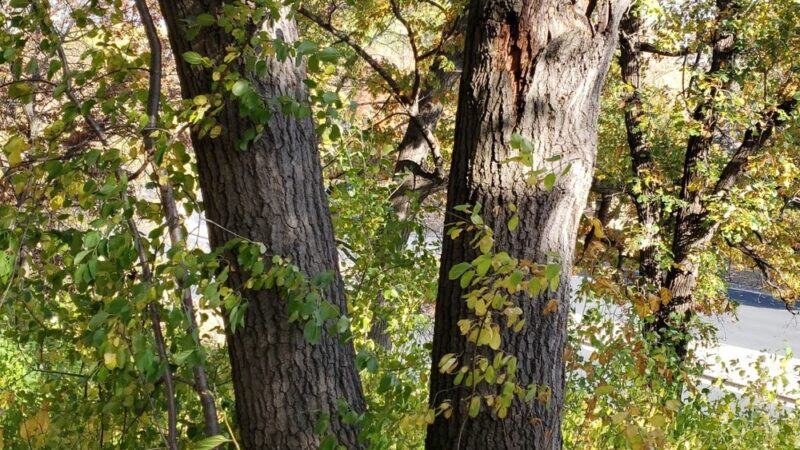 Collegeview Park - Bloomington, MN