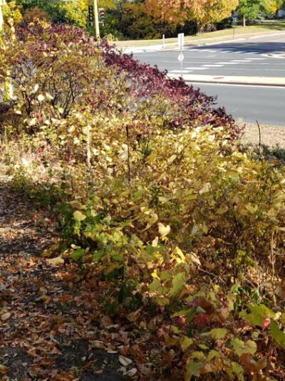 Collegeview Park - Bloomington, MN