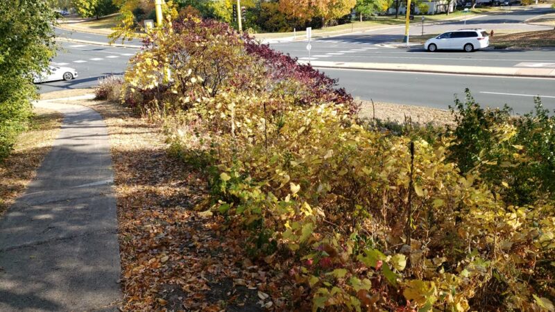 Collegeview Park - Bloomington, MN