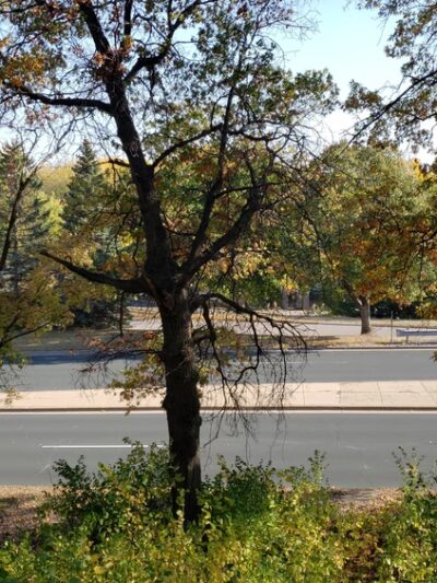 Collegeview Park - Bloomington, MN