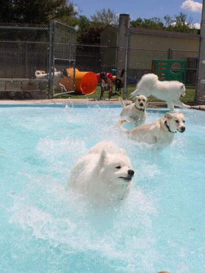 Four Paws Playground-- Doggie Daycare, Crateless Boarding, Puppy Wednesday and Training - Bloomsbury, NJ