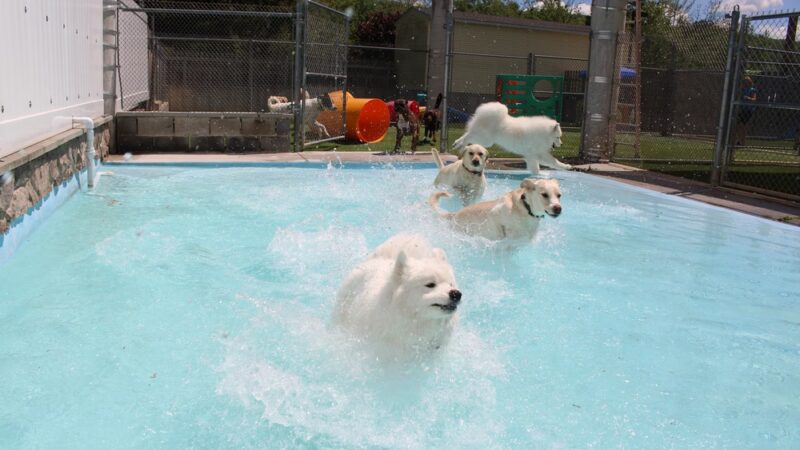 Four Paws Playground-- Doggie Daycare, Crateless Boarding, Puppy Wednesday and Training - Bloomsbury, NJ