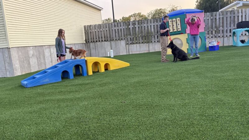 Four Paws Playground-- Doggie Daycare, Crateless Boarding, Puppy Wednesday and Training - Bloomsbury, NJ