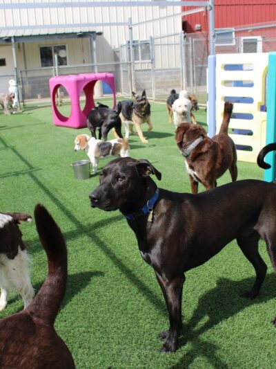 Four Paws Playground-- Doggie Daycare, Crateless Boarding, Puppy Wednesday and Training - Bloomsbury, NJ