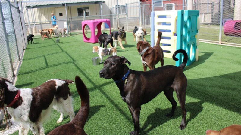 Four Paws Playground-- Doggie Daycare, Crateless Boarding, Puppy Wednesday and Training - Bloomsbury, NJ