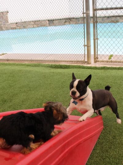 Four Paws Playground-- Doggie Daycare, Crateless Boarding, Puppy Wednesday and Training - Bloomsbury, NJ