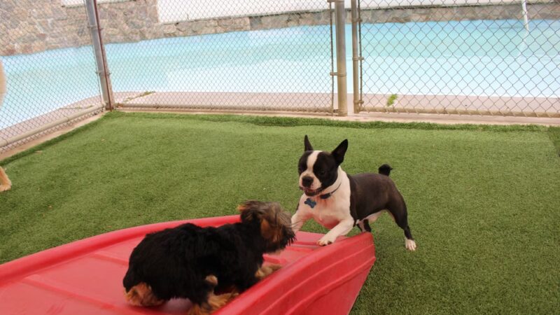 Four Paws Playground-- Doggie Daycare, Crateless Boarding, Puppy Wednesday and Training - Bloomsbury, NJ