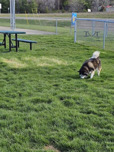 Dog Park at Love’s Travel Stops - Bloomsdale, MO