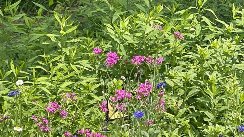 Island Park Riverwalk - Blossburg, PA