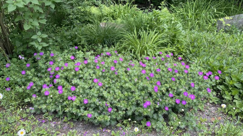 Island Park Riverwalk - Blossburg, PA
