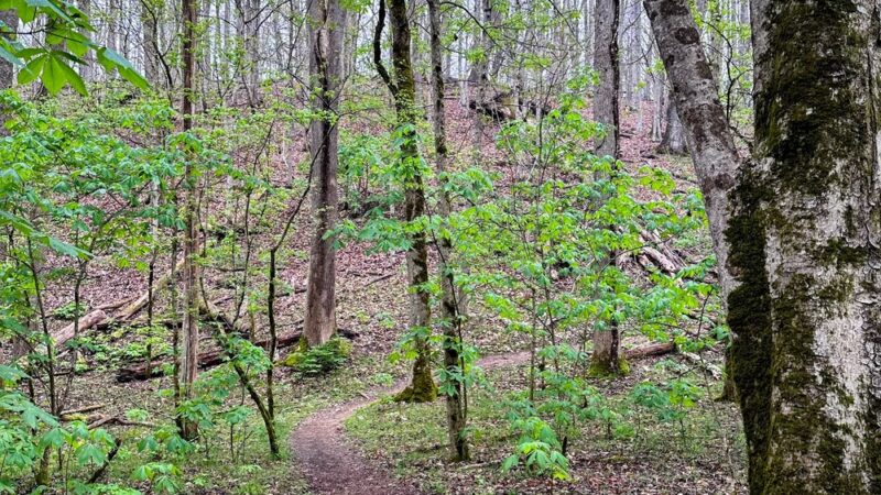 Warriors' Path Mountain Bike Trail Head - Blountville, TN