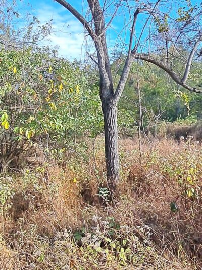 Armentrout Preserve - Blue Bell, PA
