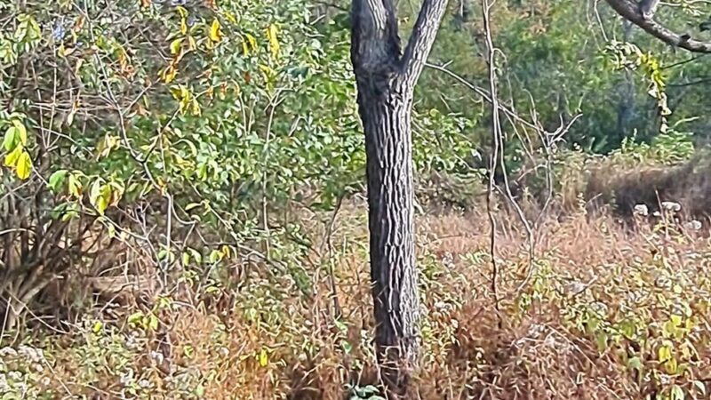 Armentrout Preserve - Blue Bell, PA