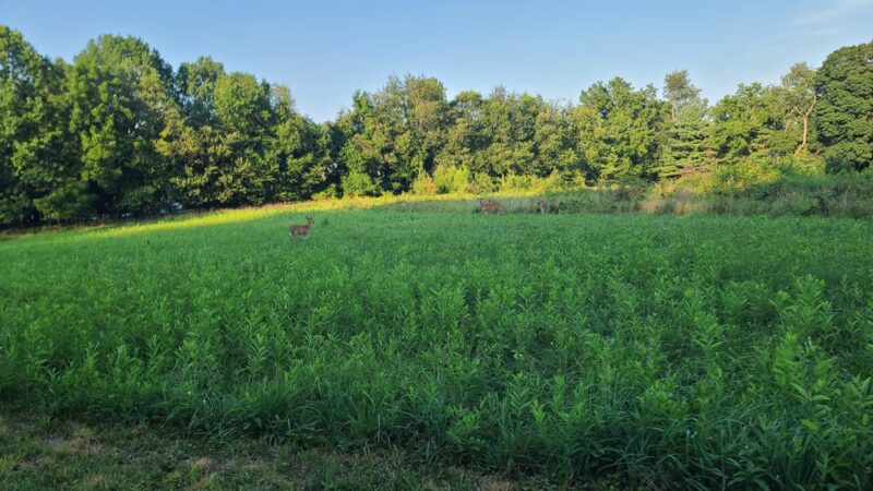 Armentrout Preserve - Blue Bell, PA