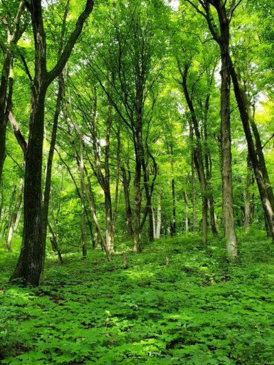 Blue Mound State Park - Blue Mounds, WI