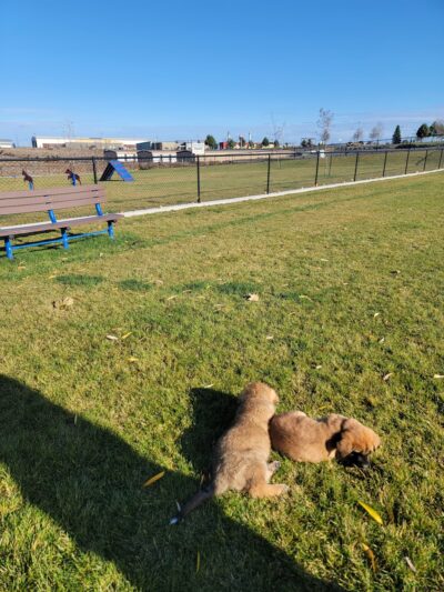 Boardman Dog Park - Boardman, OR