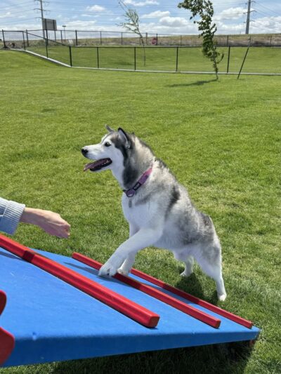 Boardman Dog Park - Boardman, OR