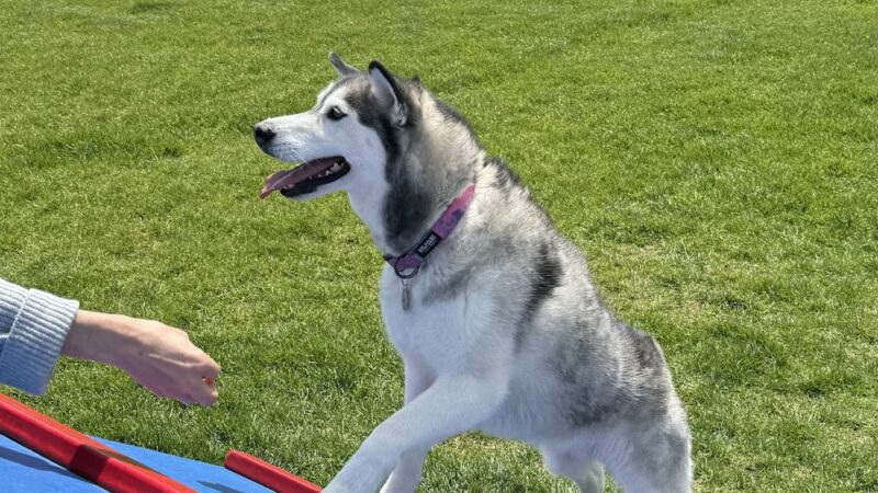 Boardman Dog Park - Boardman, OR