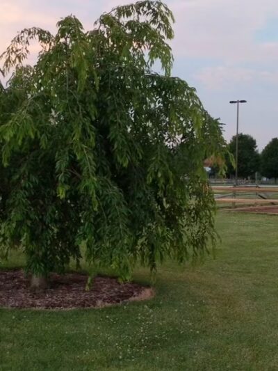 Spring Meadows Park Boiling Springs - Boiling Springs, PA