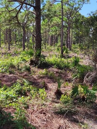 Pinewood Trails - Bokeelia, FL