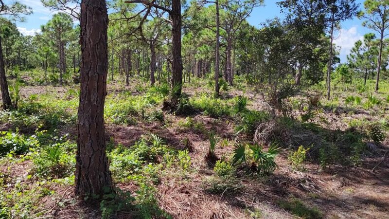 Pinewood Trails - Bokeelia, FL