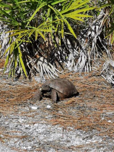 Pinewood Trails - Bokeelia, FL