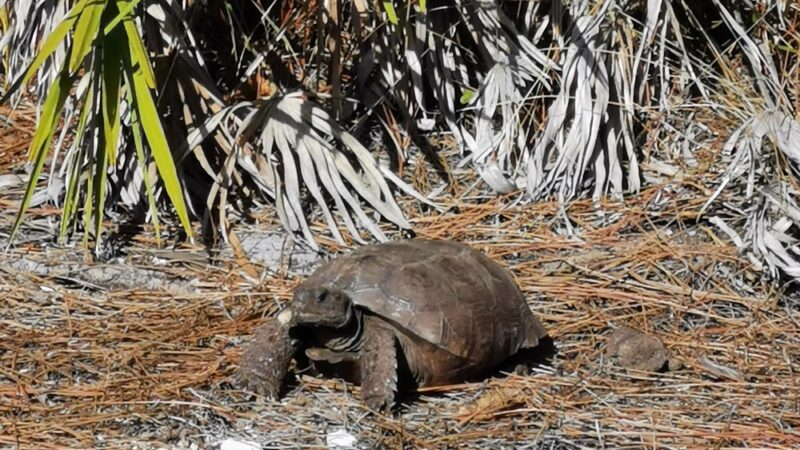 Pinewood Trails - Bokeelia, FL
