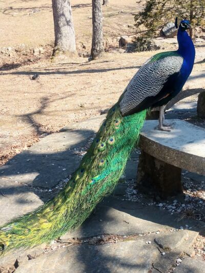 Dunnegan Memorial Park - Bolivar, MO