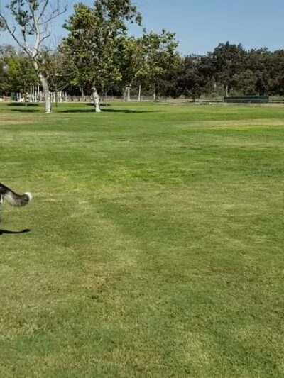 Rohr Dog Park - Bonita, CA