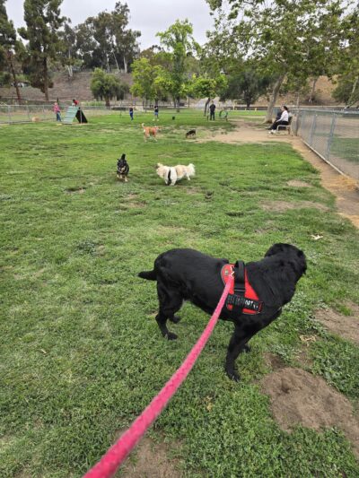 Rohr Dog Park - Bonita, CA