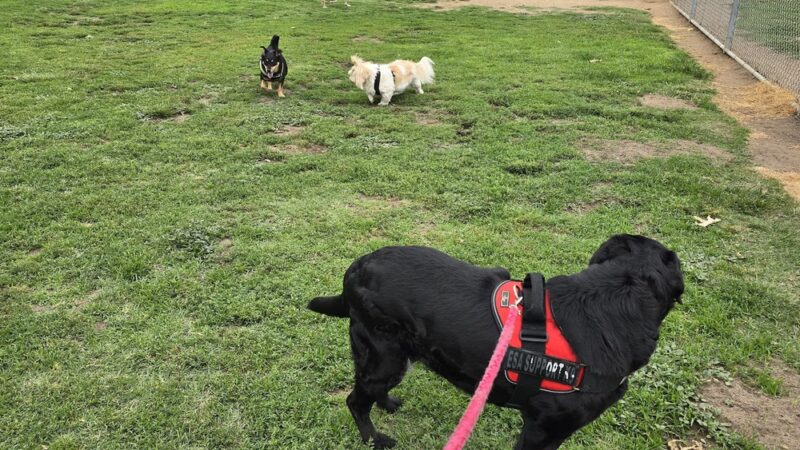 Rohr Dog Park - Bonita, CA
