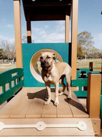 Rohr Dog Park - Bonita, CA
