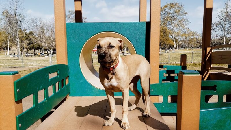 Rohr Dog Park - Bonita, CA