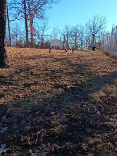 TDL Dog Park - Bonne Terre, MO