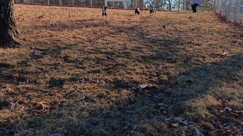 TDL Dog Park - Bonne Terre, MO