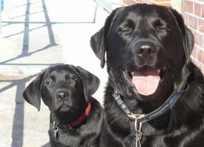 Two Salty Dogs Pet Outfitters - Boothbay Harbor, ME