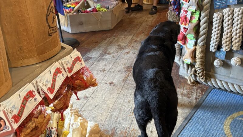 Two Salty Dogs Pet Outfitters - Boothbay Harbor, ME