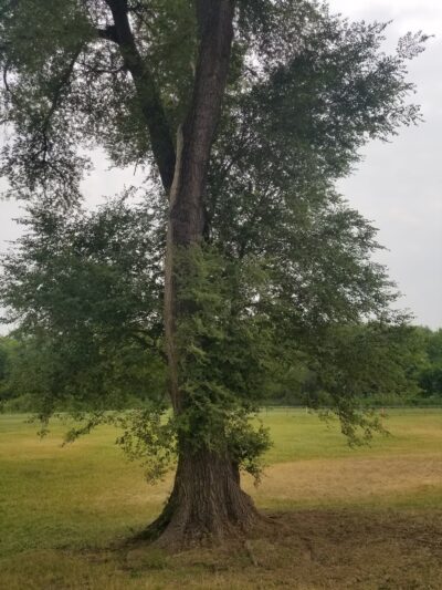 Dog Park - Boscobel, WI