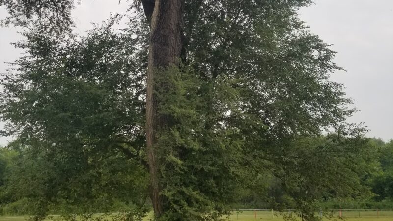 Dog Park - Boscobel, WI