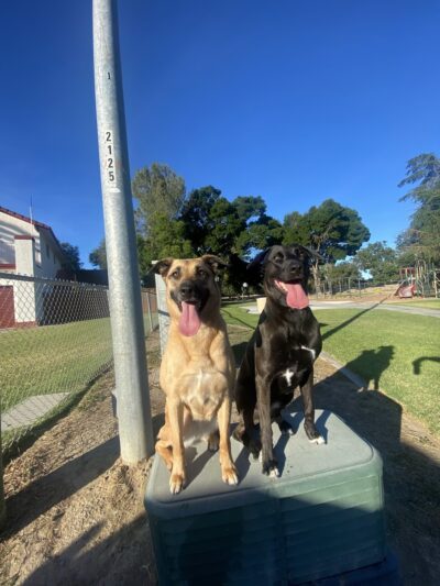 Boss Dog K9 Training - ,