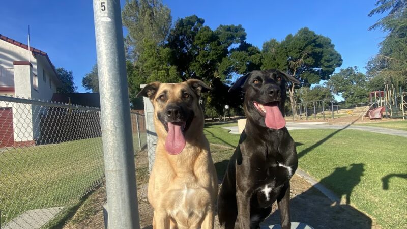 Boss Dog K9 Training - ,