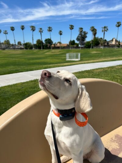 Boss Dog K9 Training - ,