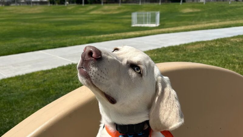 Boss Dog K9 Training - ,